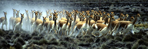 Vicuña Chaccu - Mark Dodge